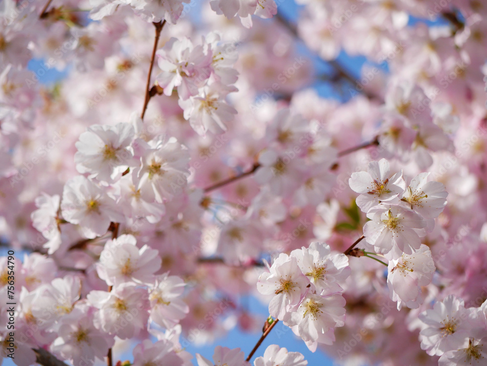 First spring flowers - sakura cherry blossom in Wien