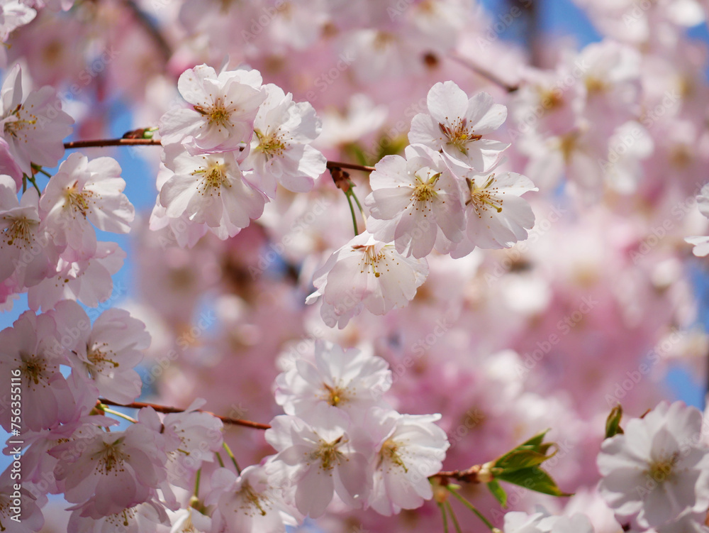 First spring flowers - sakura cherry blossom in Wien First spring flowers - sakura cherry blossom in Wien