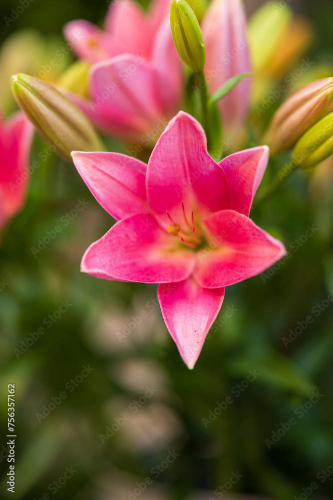 Flowers with a blurred background with beautiful colors. Closeup of flowers