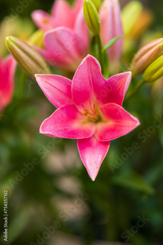 Flowers with a blurred background with beautiful colors. Closeup of flowers