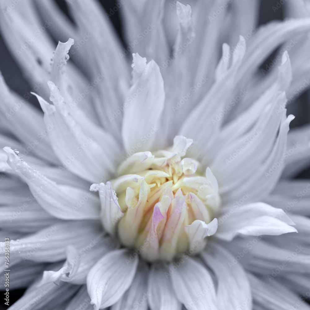 Big gray dahlia with drops of water close up