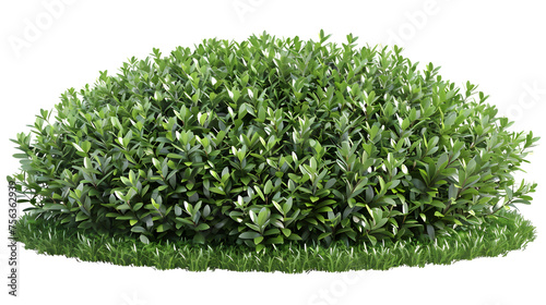 buxus sempervirens around by green grass. isolated on white background. png