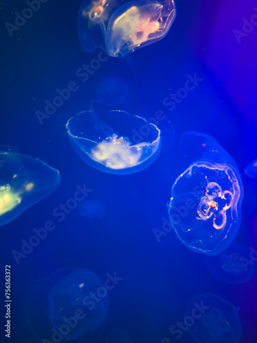Bright jellyfish in an aquarium in Canada
