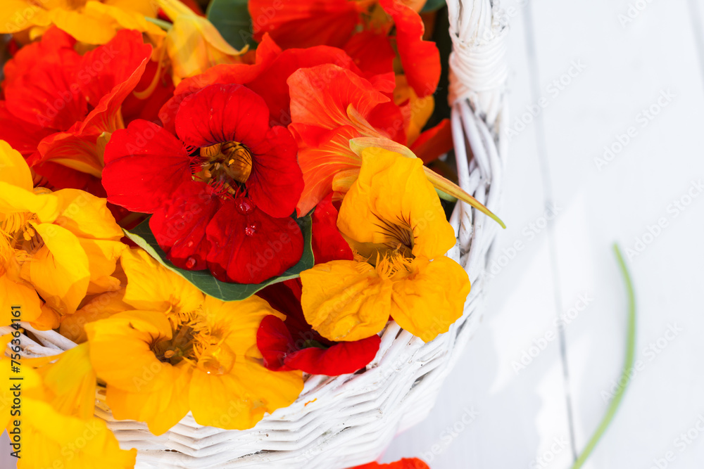 Nasturtium  flower blossoms  in white basket on white wooden  background, organic  picked  nasturtium  flowers in summer or autumn time, edible nasturtium flowers, close up, copy space 