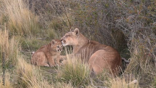 Family of pumas with little cub resting between bushes in Patagonia Chile, mother caressing and washing the cub. High quality FullHD footage photo