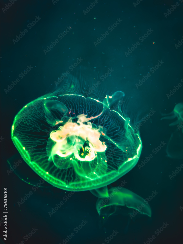 Obraz premium Illuminate jellyfish. Medusa in aquarium.