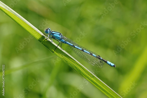 A common blue damselfly perching on  grass in the wild. 