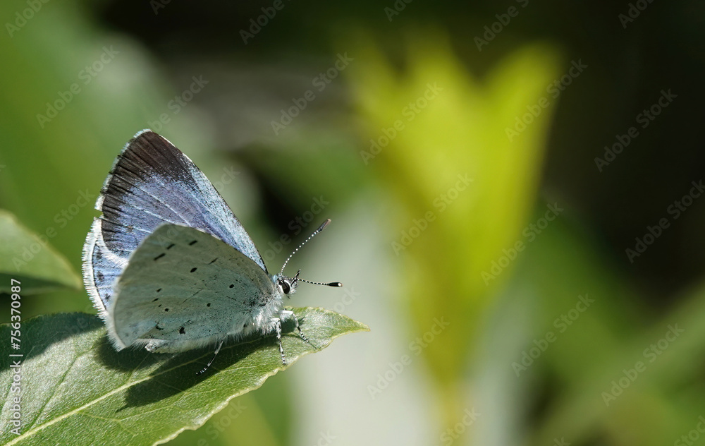 A closeup of a holly blue butterfly perching on a leaf in a summer garden. A closeup of a holly blue butterfly perching on a leaf in a summer garden.
