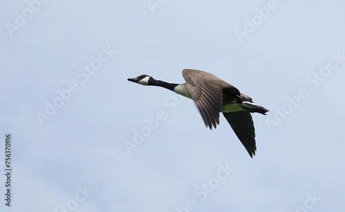A low angle view of a Canada goose, branta canadensis, in flight against a light blue sky. 