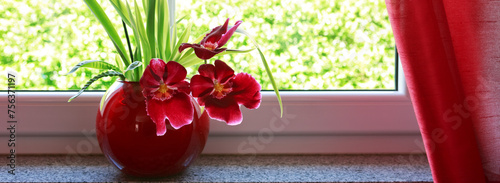 Bright red blooming orchid flowers in a pot.