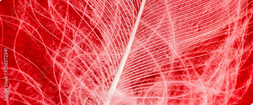 Fototapeta Naklejka Na Ścianę i Meble -  white duck feather on a red background