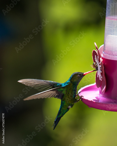 Hummingbird feeder with bee and hummingbird.