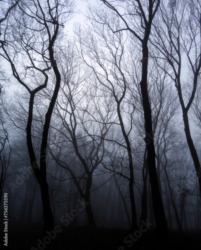 Dark Creepy Forest. Leafless Winter Trees. Halloween Woods. Balck Silhouette of Leafless Tree Crowns. Winter Landscape Without People. Black Trees on a Foggy Background. Fog in a Dark Forest.