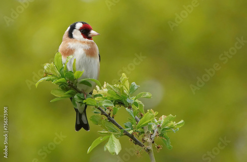 A closeup of a goldfinch, carduelis carduelis, perching on a twig against a defocused green background. 