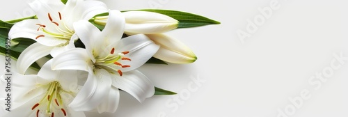 Funeral lily on white with room for text, suitable for memorial or remembrance designs