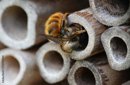 A red mason bee entering a wooden tube to build a nest in the shelter of a manmade insect hotel in a garden.  © Nigel