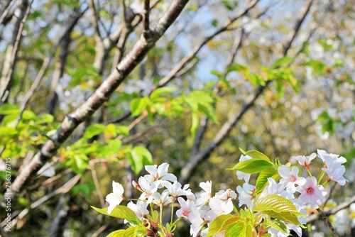 beautiful cherry blossoms in japan