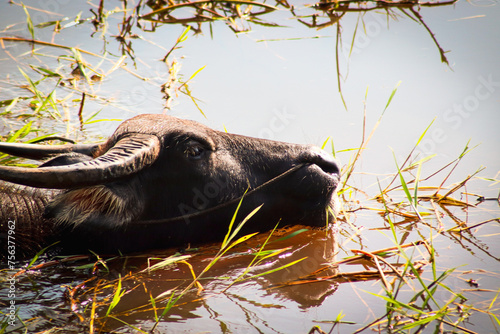 Water Buffalo photo