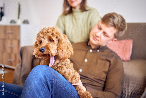 the cockapoo yawns and shows its tongue on the hands of its parents