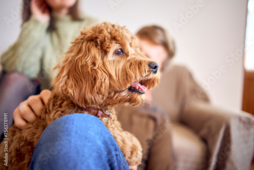 a cockapoo breathes with its mouth open in the arms of its parents photo
