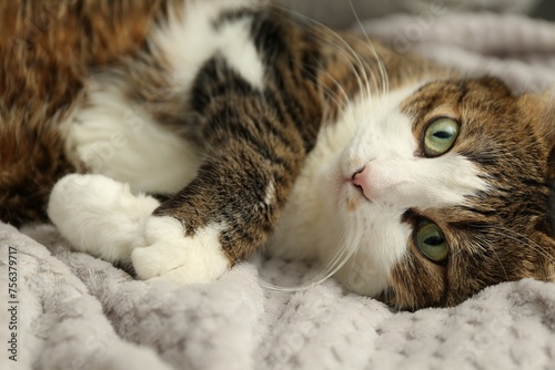 Cute pet. Cat with green eyes lying on soft blanket at home © New Africa