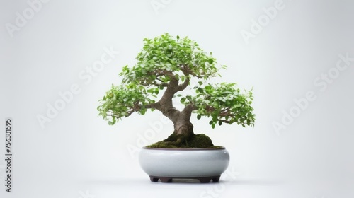 a bonsai tree with white background. Negative space. Free space for text. Generative AI