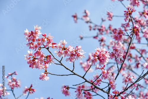 京都 長徳寺のオカメ桜 