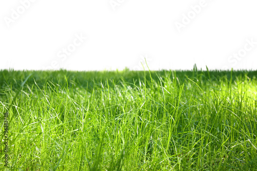 Fototapeta Naklejka Na Ścianę i Meble -  Meadow with bright green grass on white background
