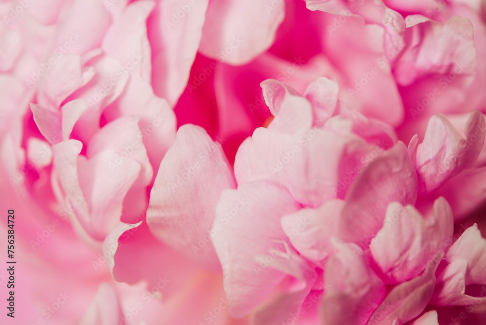 close-up pink flower peony petal abstract background
