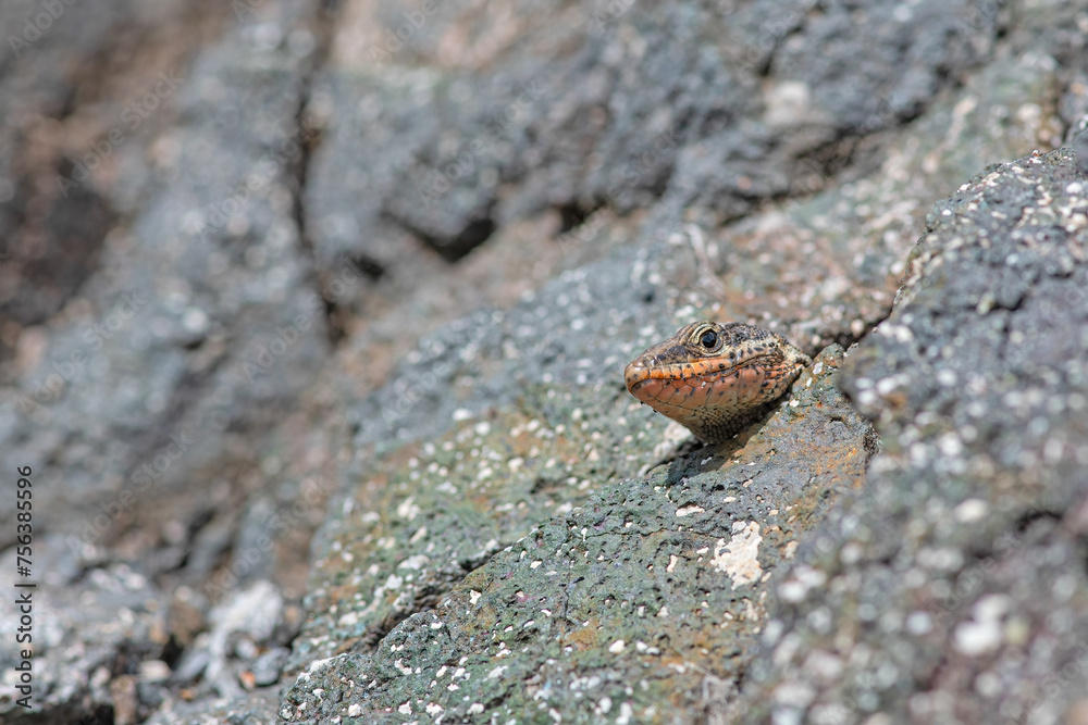 Anatololacerta danfordi is an endemic lizard species that lives in stony and rocky areas near water in southern Turkey. Anatololacerta danfordi is an endemic lizard species that lives in stony and rocky areas near water in southern Turkey.