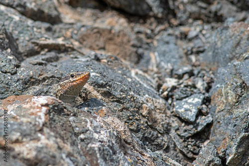Anatololacerta danfordi is an endemic lizard species that lives in stony and rocky areas near water in southern Turkey.