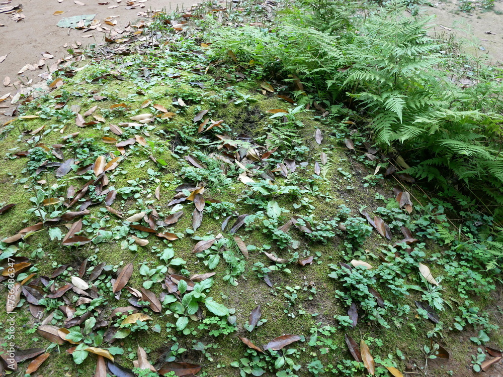 Fototapeta premium 苔