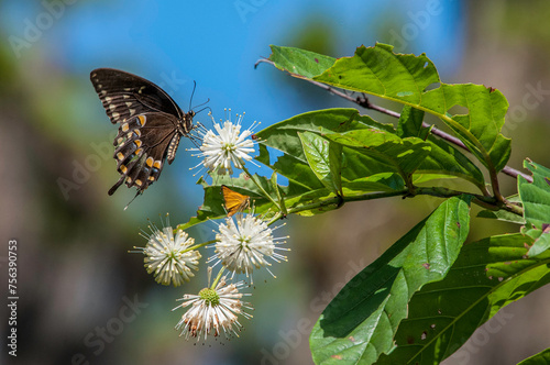 A black swallowtail butterfly and an orange skipper on buttonbush, Cephalanthus occidentalis. Showcases the butterflies, flowers, and leaves in beautiful detail. photo