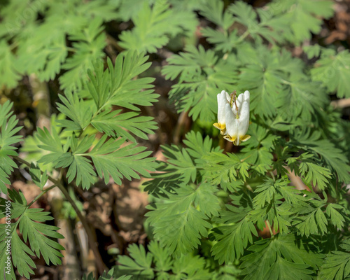 Dutchman's Breeches, Dicentra cucullaria, Pantaloon-shaped flowers on stem with the fern-like leaves. Photographed in the spring on the Appalachian trail in the Smoky Mountains. photo