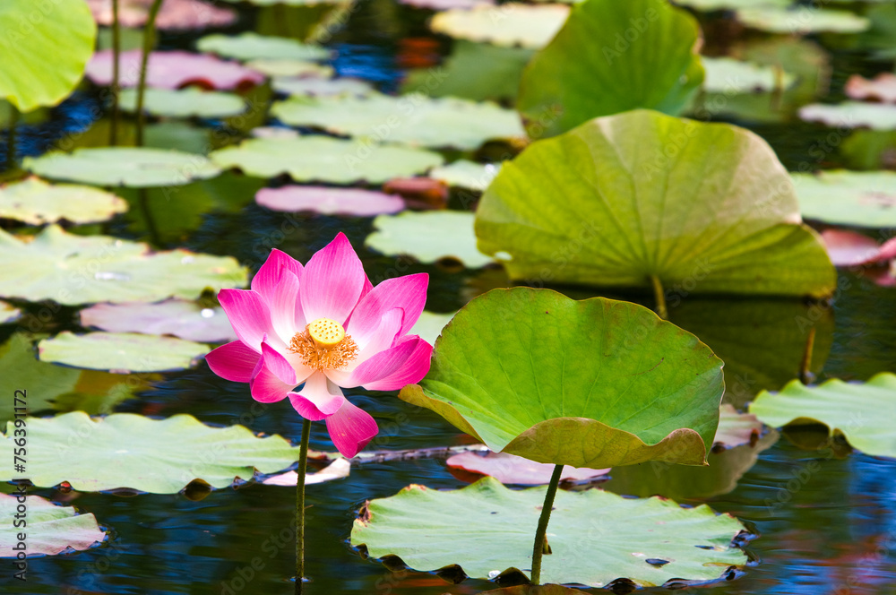 An exotic lotus blossom with beautiful pink petals and yellow stamens is blooming in a pond surrounded by aquatic lily pads. An exotic lotus blossom with beautiful pink petals and yellow stamens is blooming in a pond surrounded by aquatic lily pads.