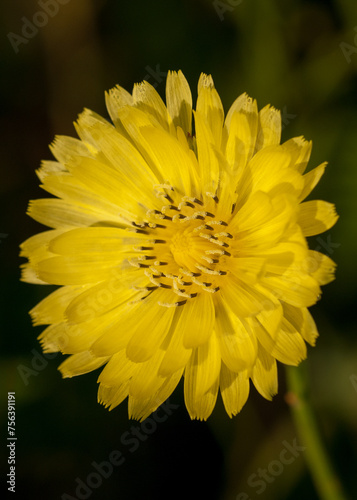 The flower of a carolina desert chicory, Pyrrhopappus carolinianus. photo