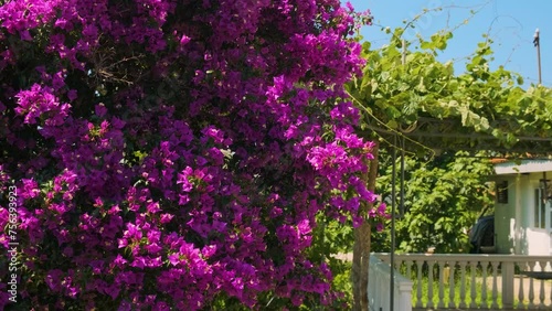 Blossoming bush of purple bougainvillea flowers. Tropical mediterraneanplant with pink flowers. Nature background photo