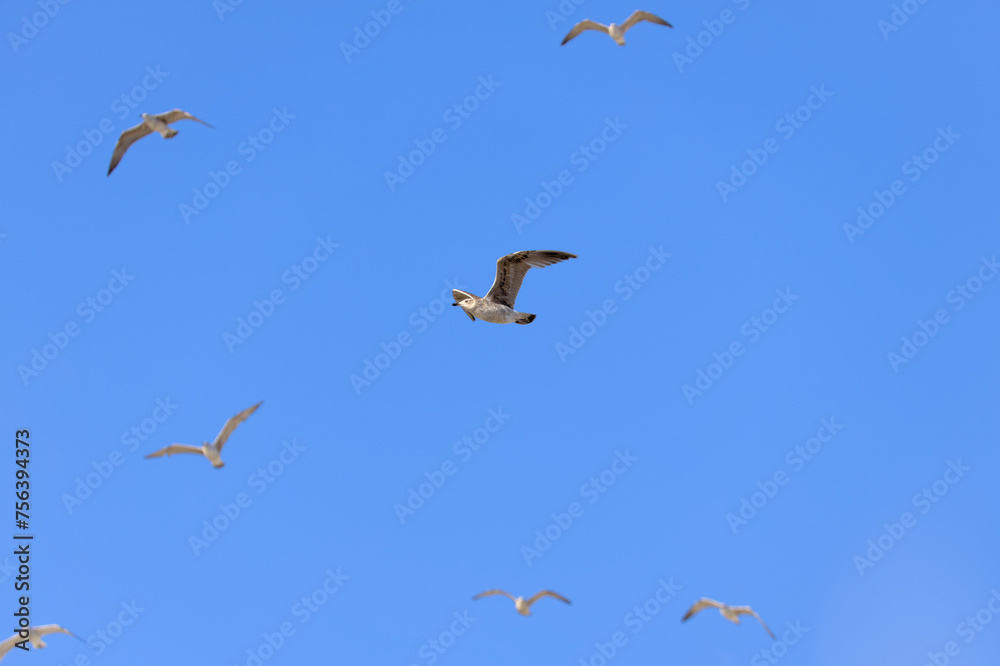 Obraz premium seagulls in flight with blue sky and some clouds