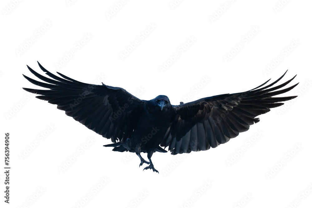 Obraz premium Birds flying ravens isolated on white background Corvus corax. Halloween - flying bird 
