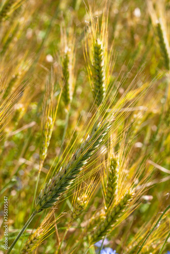 Background. Close-up. Yellow-green ripening ears of rye ( Secale cereale ) in a field.