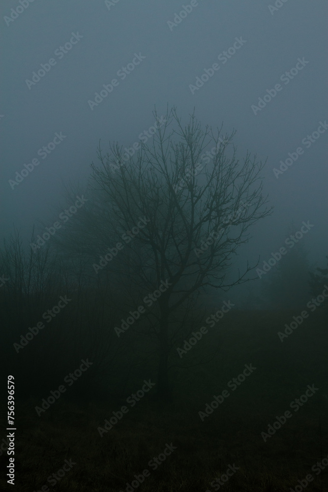 Fototapeta premium albero oscuro