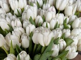 Bouquet of white tulips in a vase. Beautiful delicate flowers as a gift for a loved one. Spring flowers tulips in a decorative jug.