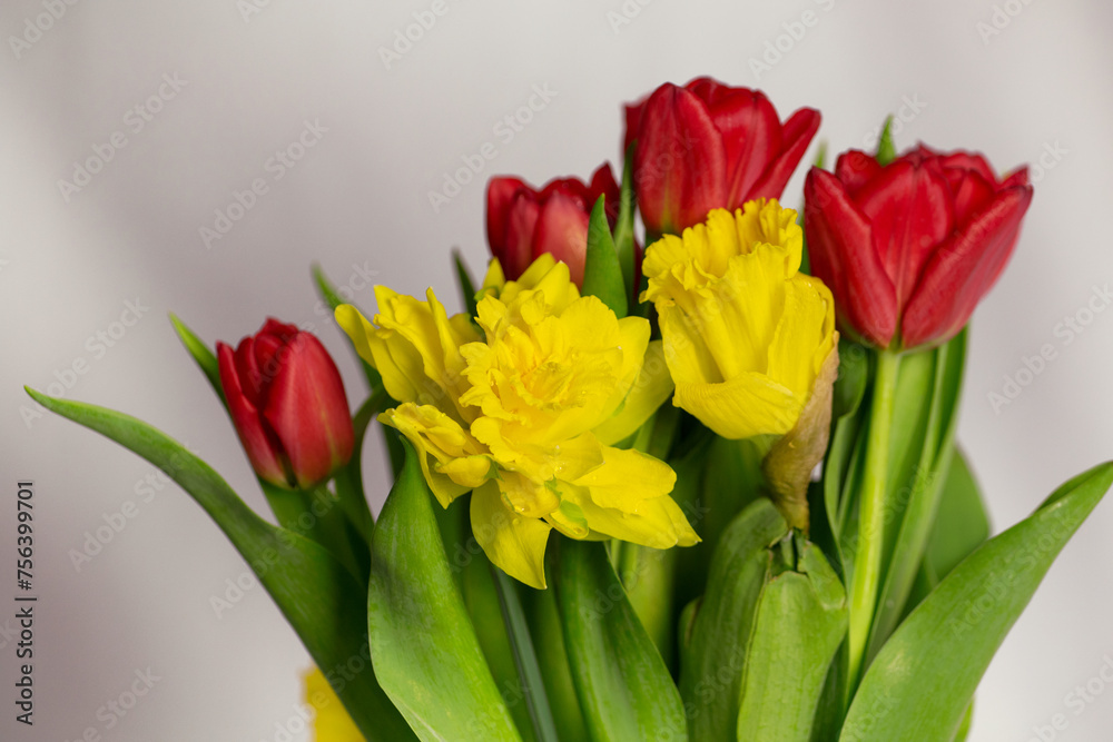 Bouquet of red tulips and yellow narcissus on white background Bouquet of red tulips and yellow narcissus on white background