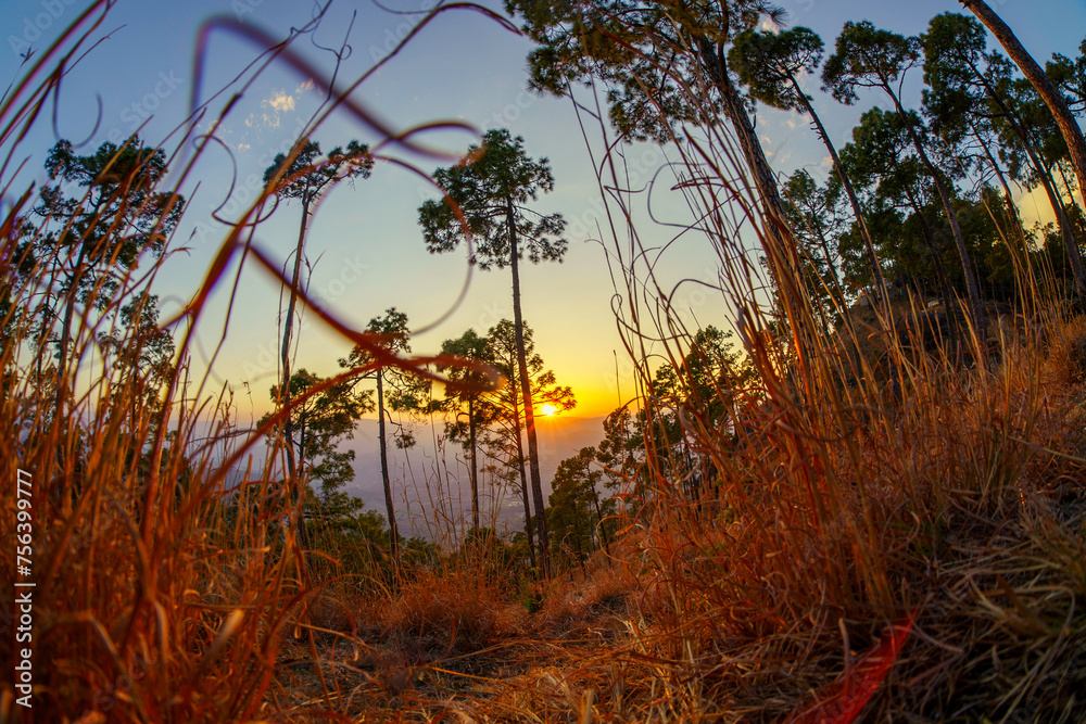 Fototapeta premium Sunset in the pine forest The evening Mountain Landscapes Photography, at Kasardevi Almora Uttarakhand, India