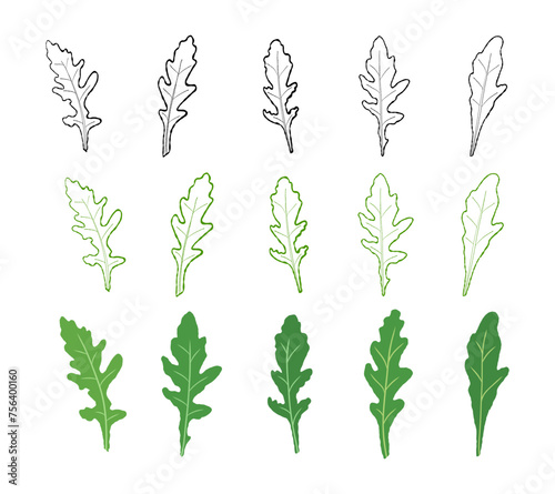 Set of leaves arugula. Vector painted. Illustration superfood on white background. Fresh green leaves in cartoon flat style. 