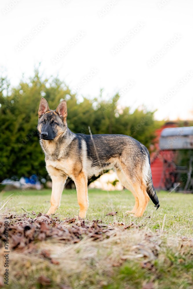 portrait of a german shepherd dog portrait of a german shepherd dog