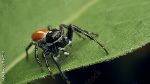 An orange and black Jumper Spider perched on a green leaf