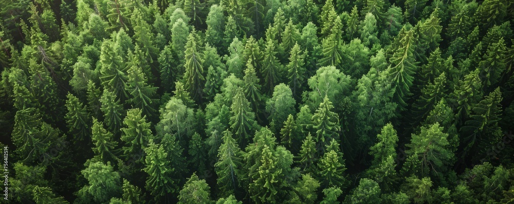 A lush green forest with many trees. Concept of peace and tranquility, as well as the beauty of nature. top view. A lush green forest with many trees. Concept of peace and tranquility, as well as the beauty of nature. top view.