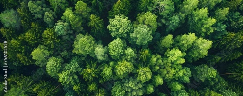 An aerial view that uncovers the rich greenery of a Finnish forest during summer, highlighting the tranquil allure of pristine nature.