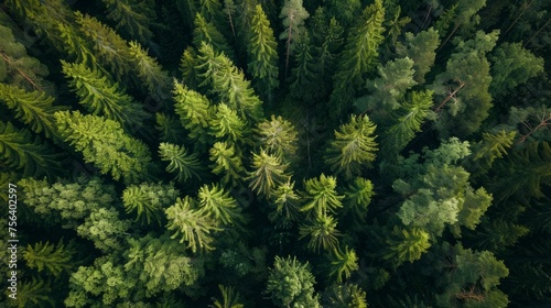 An aerial view that uncovers the rich greenery of a Finnish forest during summer, highlighting the tranquil allure of pristine nature.